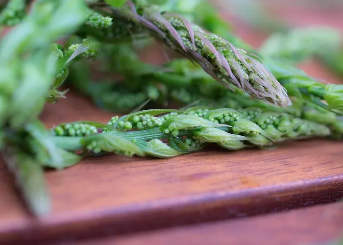 Lejlighed Stapo Umag